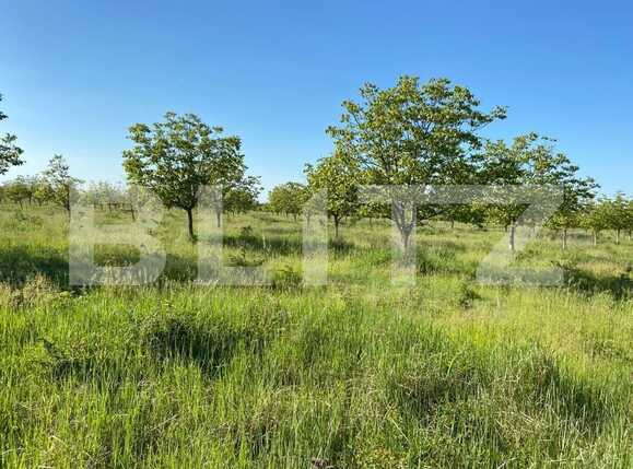 Teren de vânzare Remetea Mare - 90991TV | BLITZ Timișoara | Poza4