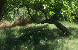 Casa individuala de 155 mp, 741 mp teren, zona Mehala!