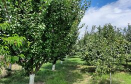 Casa individuala, 268 mp utili, 2145 teren, livada, Turda