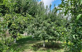 Casa individuala, 268 mp utili, 2145 teren, livada, Turda