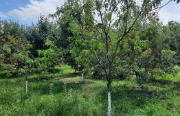 Casa individuala, 268 mp utili, 2145 teren, livada, Turda