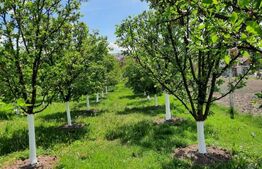 Casa individuala, 268 mp utili, 2145 teren, livada, Turda