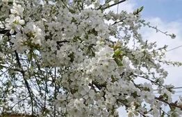 Casa individuală cu 3 camere, zona Poiana