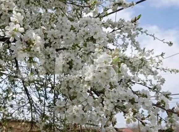 Casa de vânzare 3 camere Est - 187477CV | BLITZ Turda | Poza9