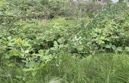 Teren intravilan 500 mp, zona Crangului