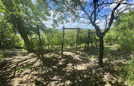 Teren extravilan vie cu cabana, in suprafata 3000 mp, zona Hereclean