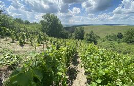 Teren extravilan vie cu cabana, in suprafata 3000 mp, zona Hereclean