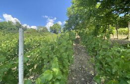 Teren extravilan vie cu cabana, in suprafata 3000 mp, zona Hereclean