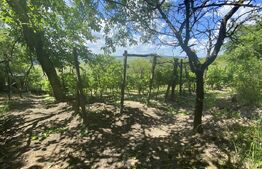 Teren extravilan vie cu cabana, in suprafata 3000 mp, zona Hereclean