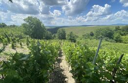 Teren extravilan vie cu cabana, in suprafata 3000 mp, zona Hereclean