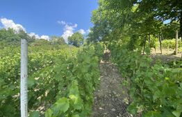 Teren extravilan vie cu cabana, in suprafata 3000 mp, zona Hereclean