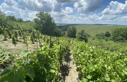 Teren extravilan vie cu cabana, in suprafata 3000 mp, zona Hereclean