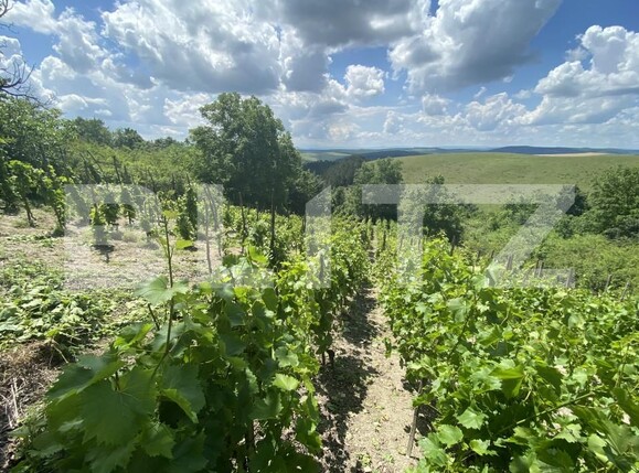 Teren de vânzare Nord-Est - 154000TV | BLITZ Zalău | Poza7