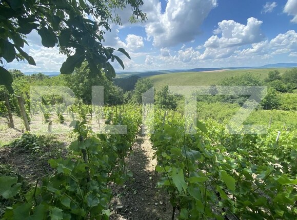 Teren de vânzare Nord-Est - 154000TV | BLITZ Zalău | Poza1