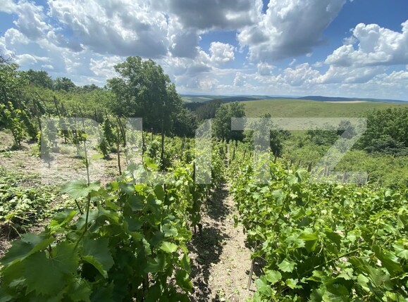 Teren de vânzare Nord-Est - 154000TV | BLITZ Zalău | Poza8