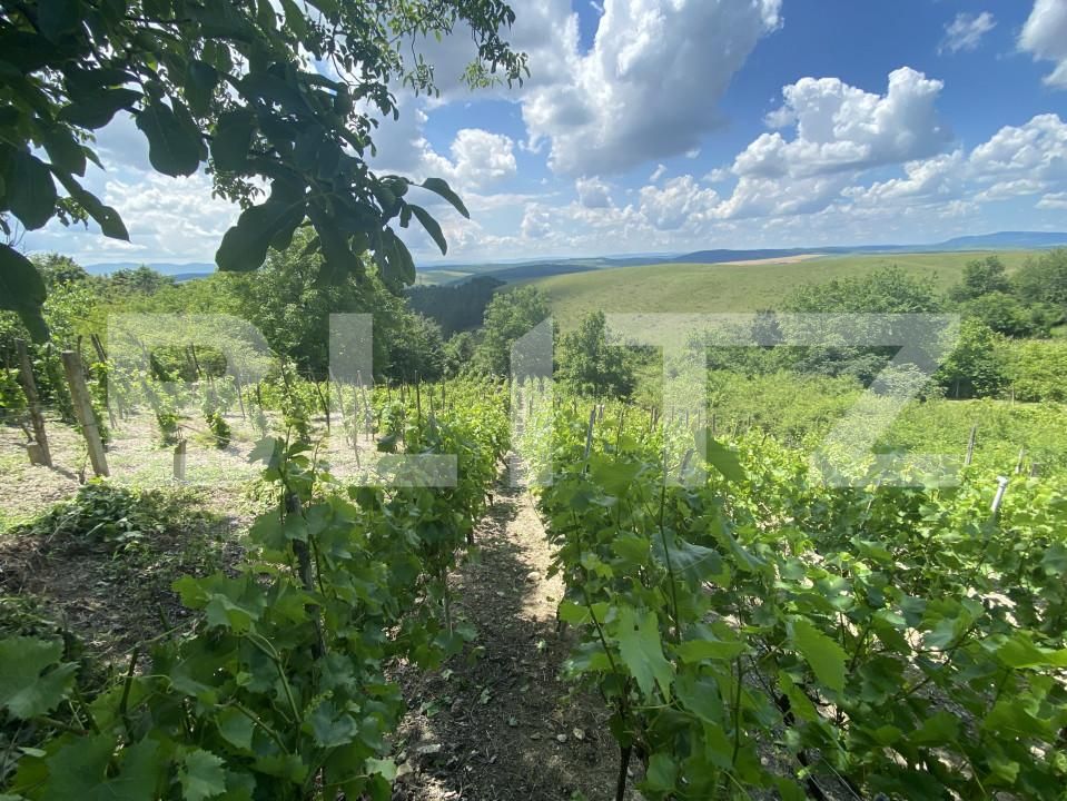 Teren de vânzare Nord-Est - 154000TV | BLITZ Zalău | Poza2