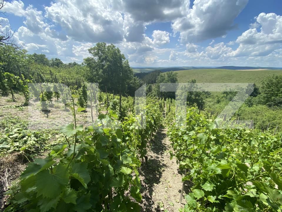 Teren de vânzare Nord-Est - 154000TV | BLITZ Zalău | Poza7