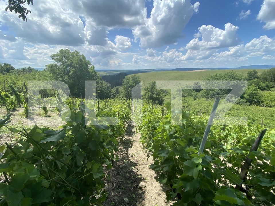 Teren de vânzare Nord-Est - 154000TV | BLITZ Zalău | Poza4