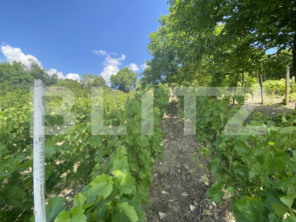 Teren de vânzare Nord-Est - 154000TV | BLITZ Zalău | Poza6