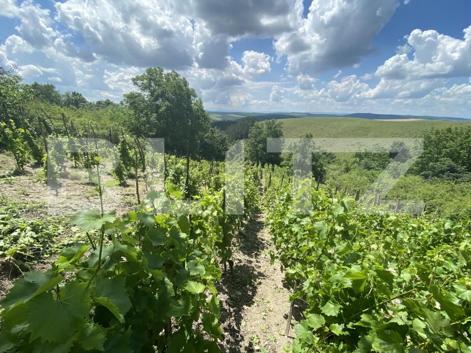 Teren de vânzare Nord-Est - 154000TV | BLITZ Zalău | Poza8