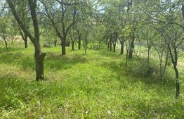 Teren intravilan 2774 mp, zona Dobrogeanu Gherea