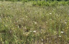 Teren intravilan in Livada Meses in suprafata de 800 mp