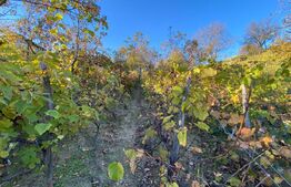 Casa tip anexa in SU 72 mp construita in extravilan la poalele Mesesului