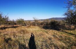 Teren intravilan zonă centrală livada SCPP 