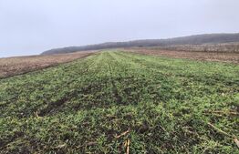 teren intravilan de vanzare