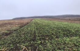 teren intravilan de vanzare