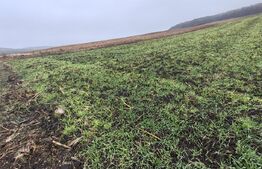 teren intravilan de vanzare