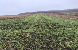 teren intravilan de vanzare