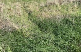 Teren intravilan Varsolt in suprafata de 400mp si 1200 mp extravilan