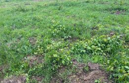 Teren de vanzare, zona linistita 