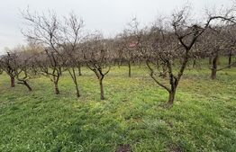 Casă cu 2 camere și un teren de 1000 mp