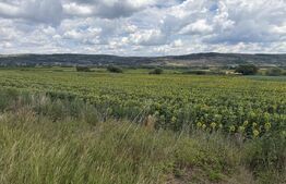 Teren intravilan in localitatea Bobota in suprafata de 11500 mp