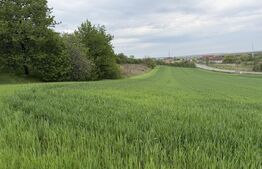 Teren intravilan, in localitatea Bobota in suprafata de 12.500 mp