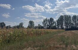 Teren extravilan, 9000 mp, zona Nusfalau